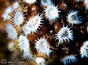 White Cup Coral/Photographed with a Canon 100 mm macro le... by Laurie Slawson 